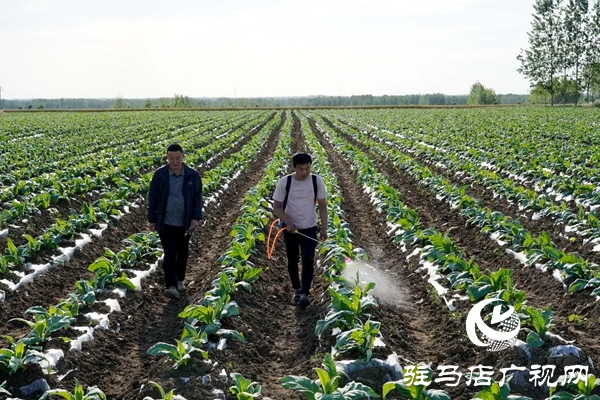 泌陽:創(chuàng)新流轉(zhuǎn)服務(wù)新模式 激發(fā)農(nóng)業(yè)生產(chǎn)新動力