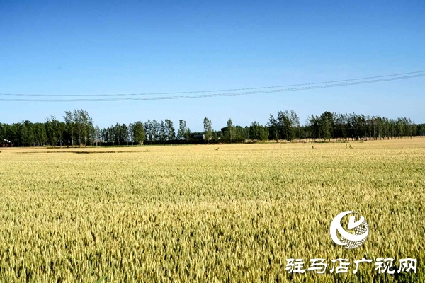 泌陽:創(chuàng)新流轉(zhuǎn)服務(wù)新模式 激發(fā)農(nóng)業(yè)生產(chǎn)新動力