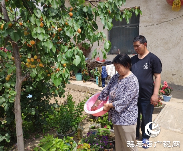 貧困戶(hù)張桂芝：俺家杏子熟了，要請(qǐng)韓書(shū)記來(lái)做客