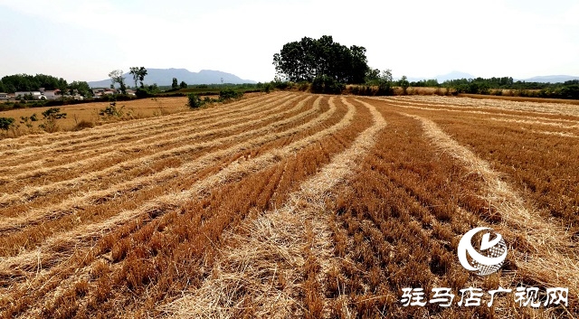 駐馬店驛城區(qū)：推進秸稈回收變廢為寶