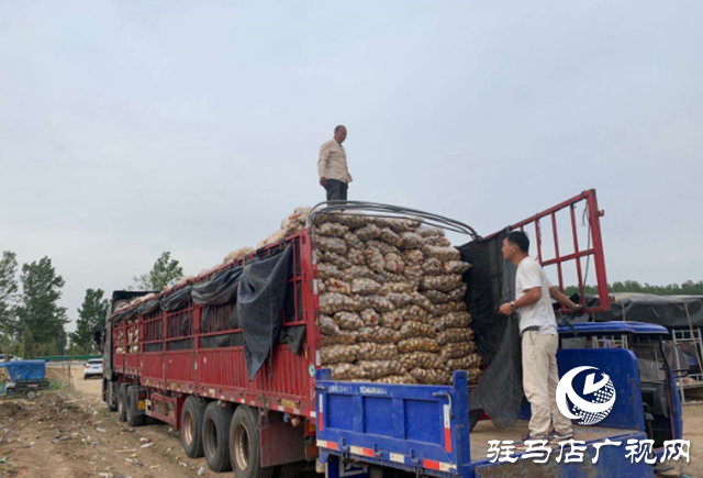 上蔡縣曹王村:土豆豐收農(nóng)民樂