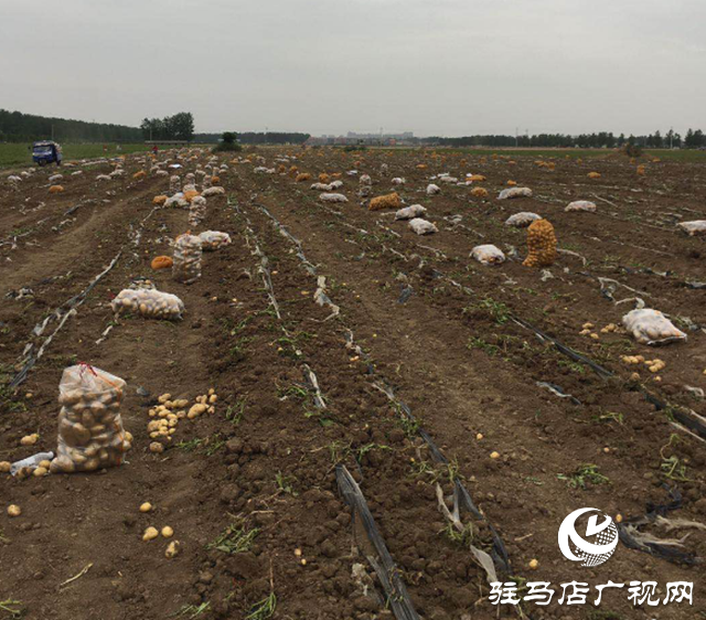 上蔡縣曹王村:土豆豐收農(nóng)民樂