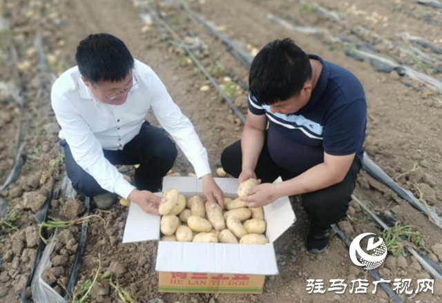 上蔡縣曹王村:土豆豐收農(nóng)民樂