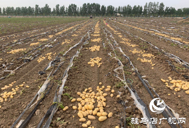 上蔡縣曹王村:土豆豐收農(nóng)民樂