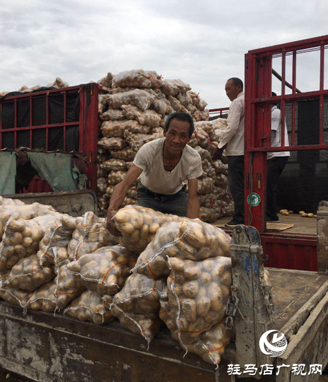 上蔡縣曹王村:土豆豐收農(nóng)民樂