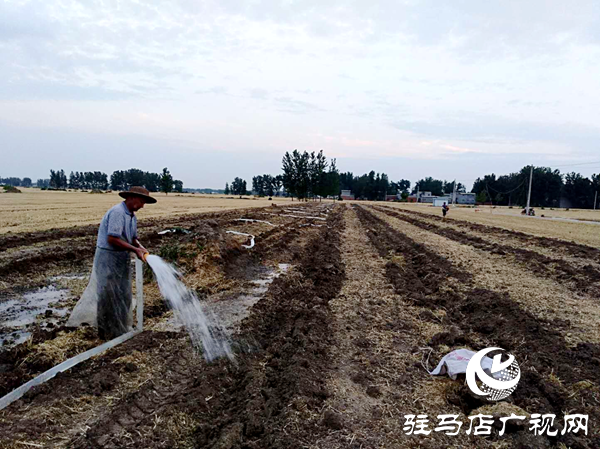 平輿縣玉皇廟鄉(xiāng):掀起抗旱保秋新高潮