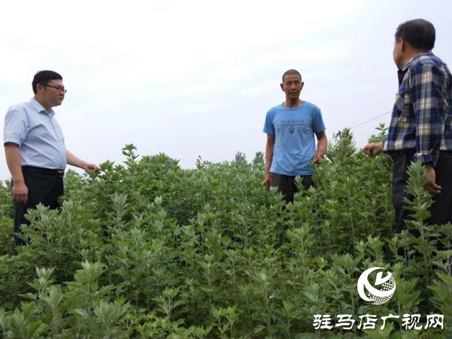 泌陽:“種草”也能發(fā)家 走上致富路