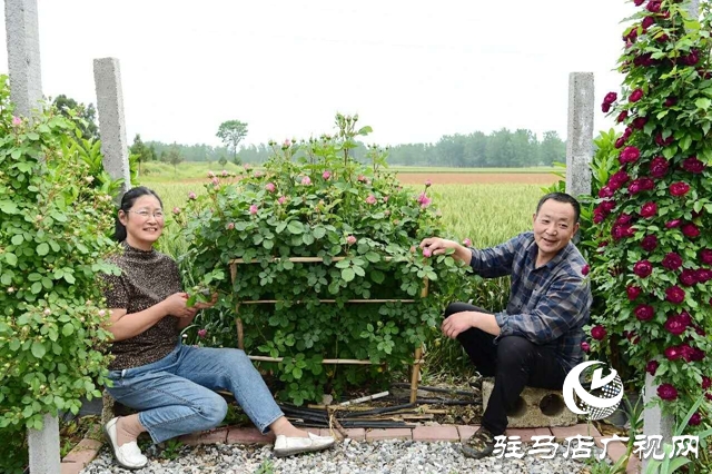 泌陽(yáng)李春陽(yáng):新時(shí)代踐行綠色發(fā)展思想的巾幗標(biāo)兵