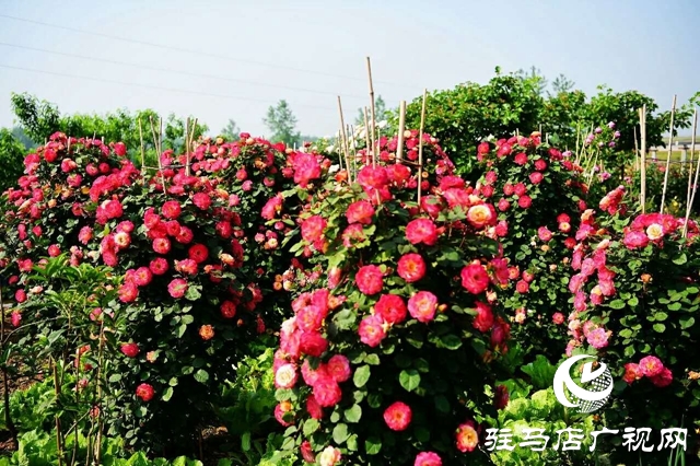 泌陽(yáng)李春陽(yáng):新時(shí)代踐行綠色發(fā)展思想的巾幗標(biāo)兵