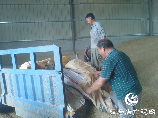 正陽縣:農(nóng)民賣糧“足不出戶”