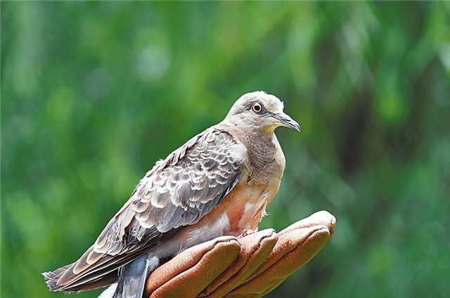 回家吧，回到最初的美好 42只野生動(dòng)物回歸大自然