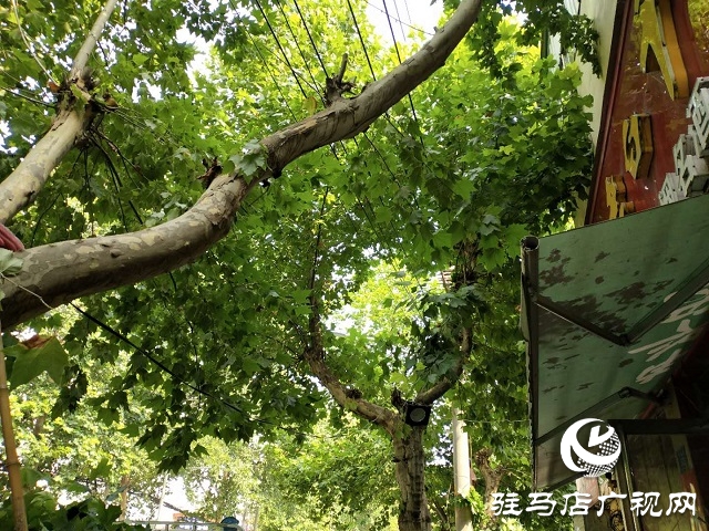 樹枝碰到高壓線 園林供電忙修剪