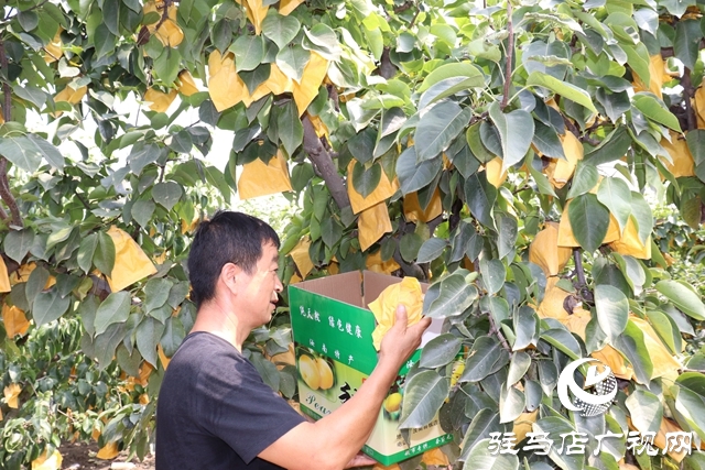 汝南縣板店鄉(xiāng):梨香引得客商來