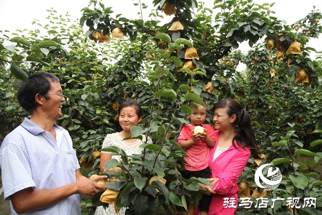 汝南縣板店鄉(xiāng):梨香引得客商來