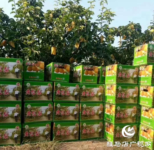 汝南縣板店鄉(xiāng):梨香引得客商來