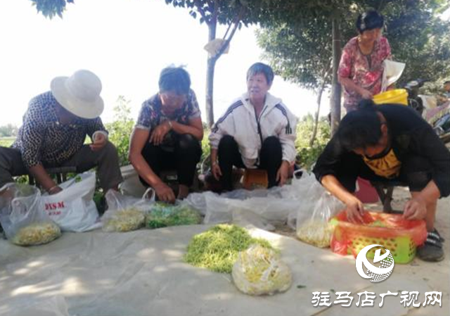 西平縣五溝營鎮(zhèn)：金銀花種植助推脫貧攻堅