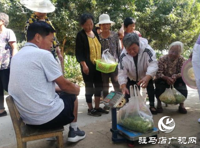 西平縣五溝營鎮(zhèn)：金銀花種植助推脫貧攻堅