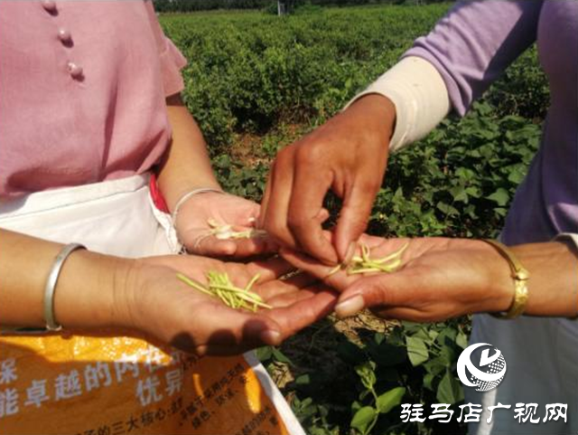 西平縣五溝營鎮(zhèn)：金銀花種植助推脫貧攻堅