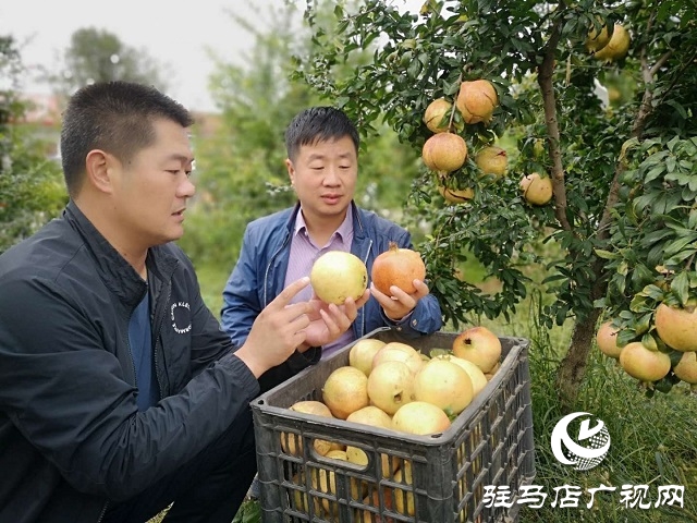 駐馬店驛城區(qū)：石榴紅了 日子火了