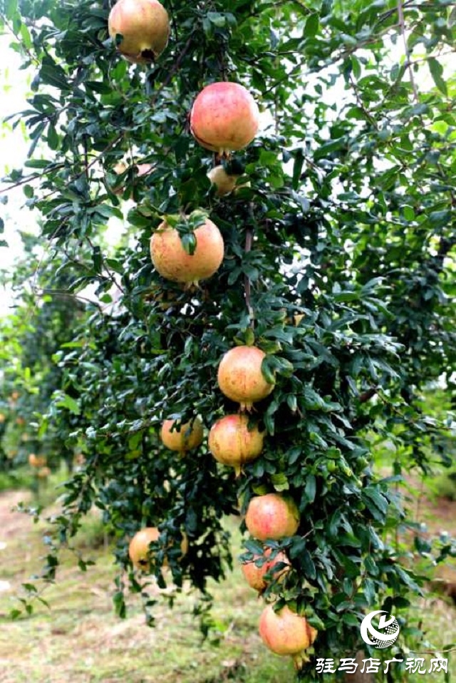 駐馬店驛城區(qū)：石榴紅了 日子火了