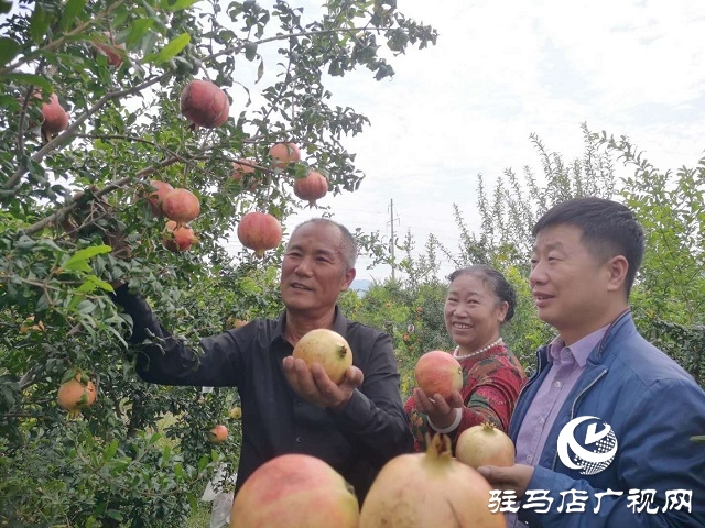 駐馬店驛城區(qū)：石榴紅了 日子火了