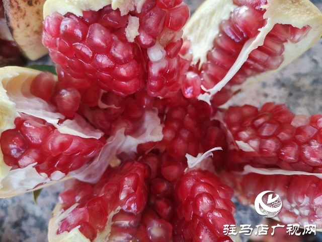 駐馬店驛城區(qū)：石榴紅了 日子火了