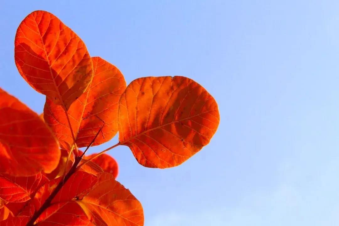 又是一年紅葉季，期待在這里遇見最美的你