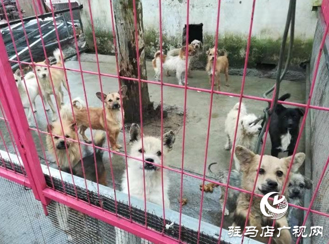 獲獎(jiǎng)后，這些乒乓球小將把獎(jiǎng)勵(lì)捐給寵物救助站