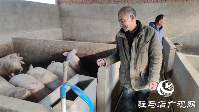 重獲&ldquo;新生&rdquo;，泌陽縣下碑寺鄉(xiāng)曹莊村貧困戶養(yǎng)豬走出致富路