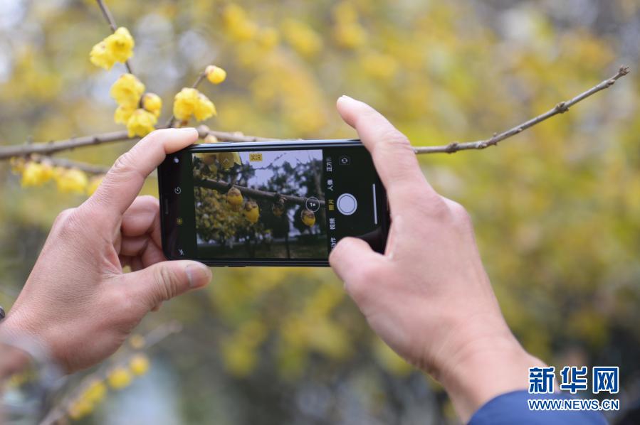 橘洲臘梅暗香來(lái)