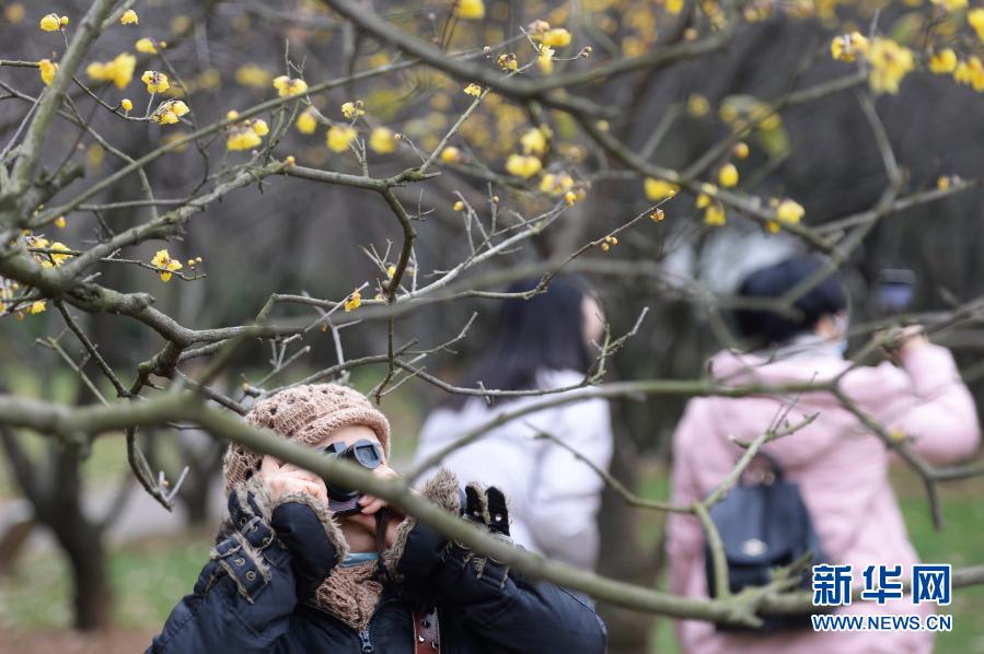 橘洲臘梅暗香來(lái)