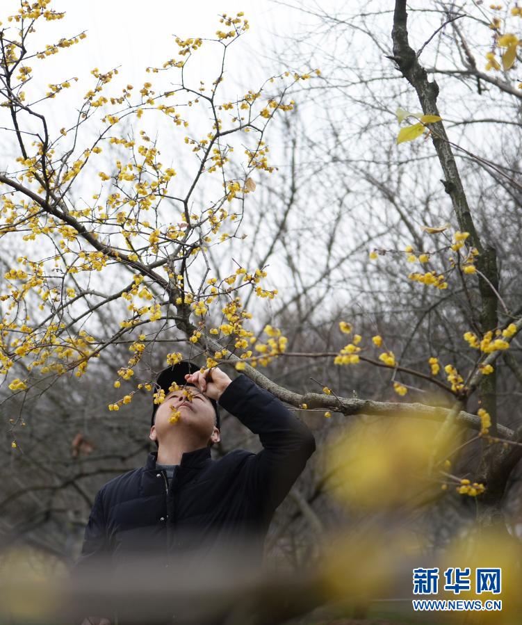 橘洲臘梅暗香來(lái)