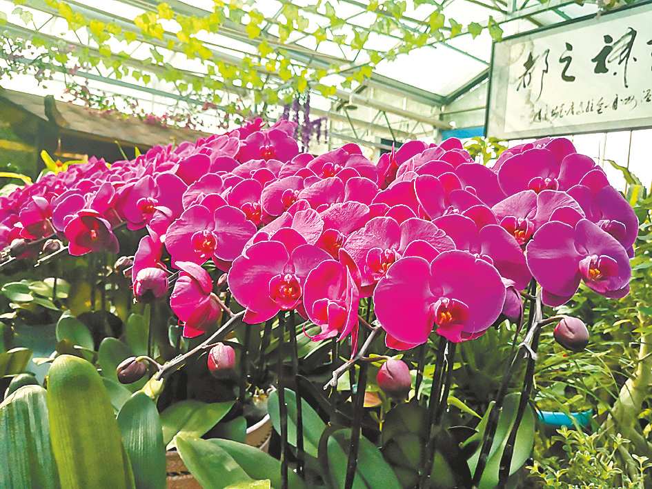 駐馬店:花卉市場(chǎng)春意濃 時(shí)尚消費(fèi)迎新年