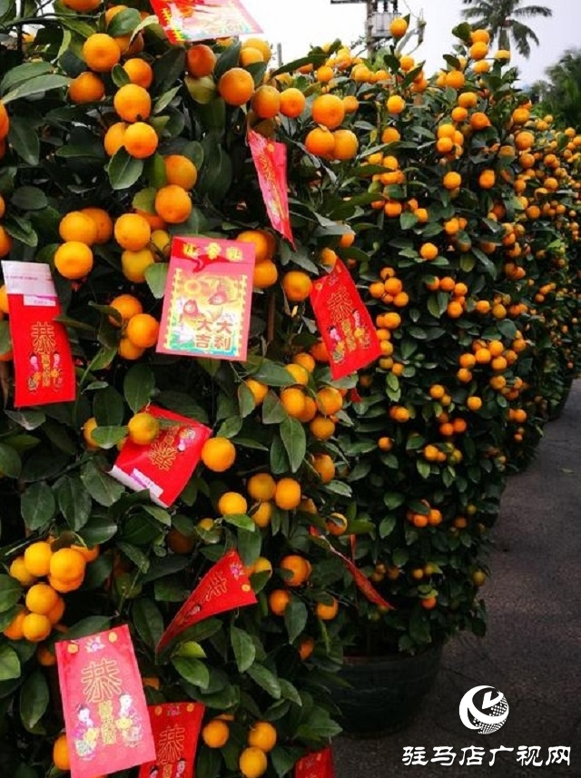 駐馬店:張燈結(jié)彩年味濃 年貨市場迎春忙