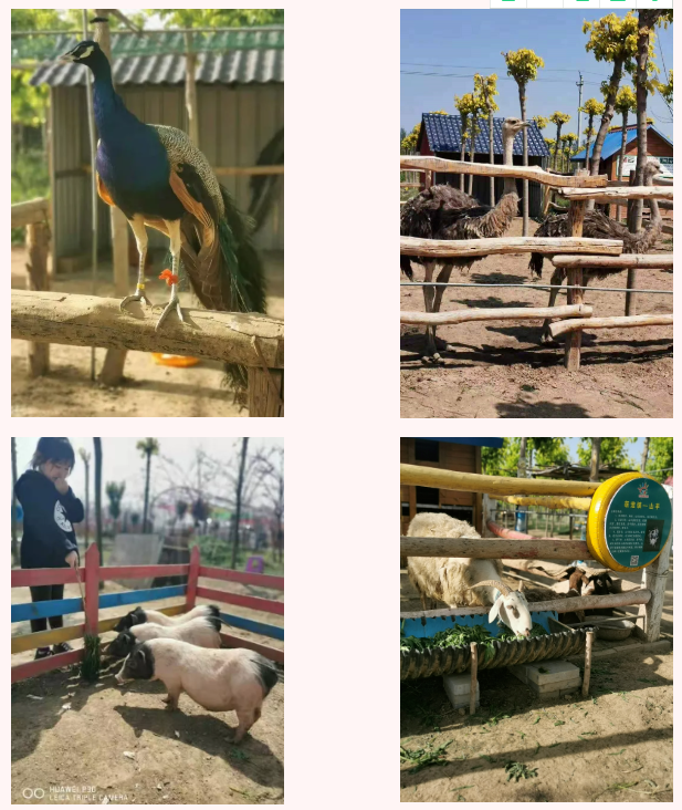  精心組織，周密部署，2021年春節(jié)世外桃源教育農(nóng)場(chǎng)迎來開門紅！