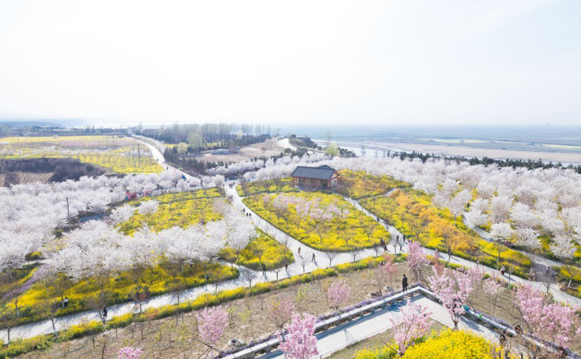 &ldquo;好春光鄭向上&middot;2021老家河南美好春游季&rdquo;（古柏渡站） 暨河南滎陽古柏渡第六屆黃河櫻花節(jié)啟幕