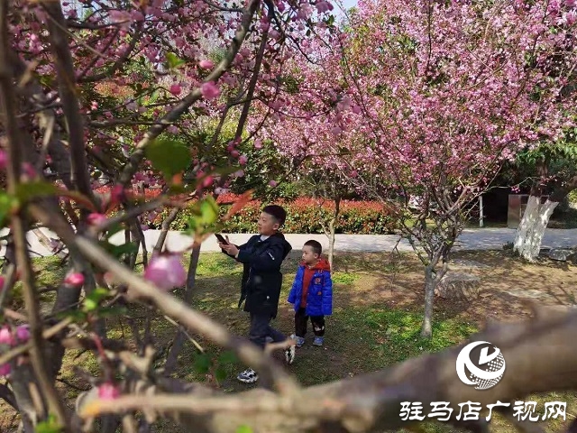 駐馬店:陽春三月至 花開春意濃