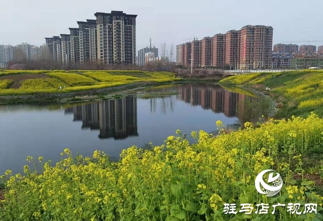 駐馬店:陽春三月至 花開春意濃