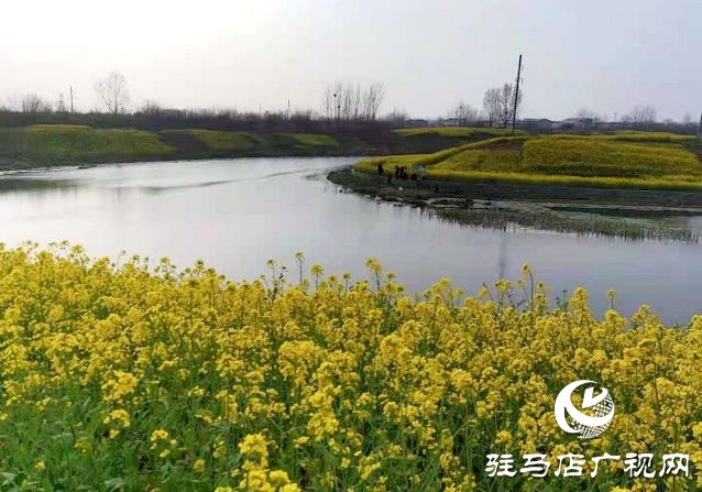 駐馬店:陽春三月至 花開春意濃