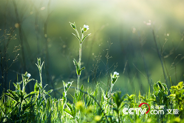 立夏！聽，萬物至此皆長大