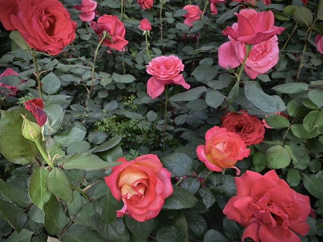 &ldquo;五一&rdquo;小長假駐馬店市文化旅游市場安全運行 實現旅游綜合收入21.6億元