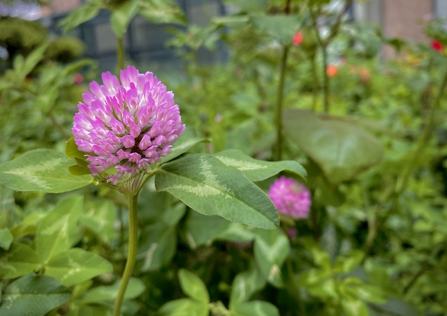 &ldquo;五一&rdquo;小長假駐馬店市文化旅游市場安全運行 實現旅游綜合收入21.6億元