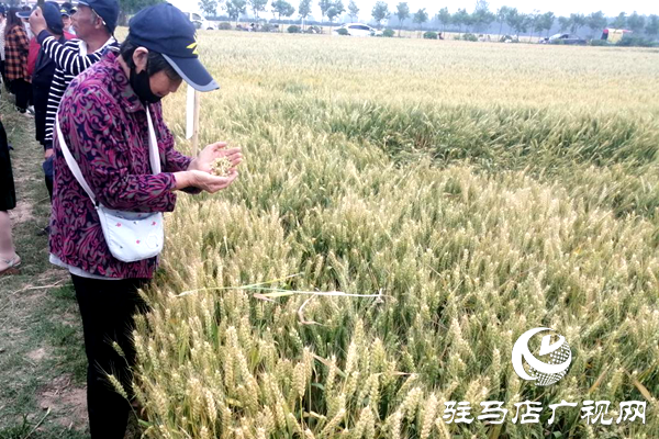 重磅！麥熟寶，驚艷亮相！2020年北沃農(nóng)業(yè)再出大招！