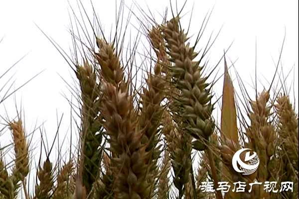 重磅！麥熟寶，驚艷亮相！2020年北沃農(nóng)業(yè)再出大招！