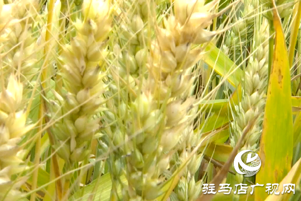 重磅！麥熟寶，驚艷亮相！2020年北沃農(nóng)業(yè)再出大招！