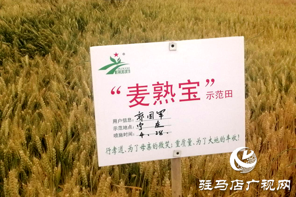 重磅！麥熟寶，驚艷亮相！2020年北沃農(nóng)業(yè)再出大招！