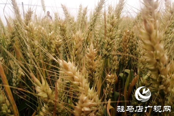 重磅！麥熟寶，驚艷亮相！2020年北沃農(nóng)業(yè)再出大招！