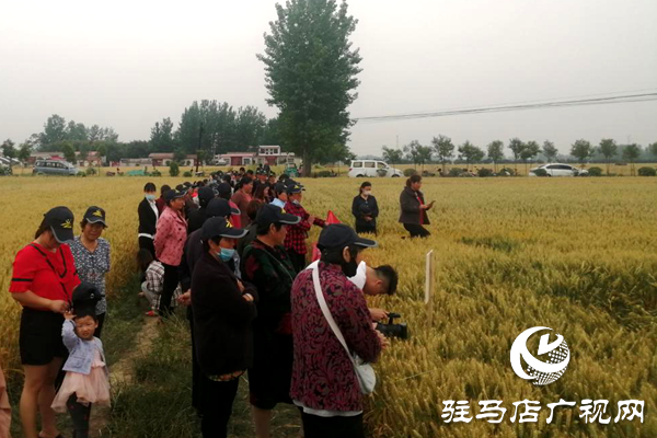 重磅！麥熟寶，驚艷亮相！2020年北沃農(nóng)業(yè)再出大招！