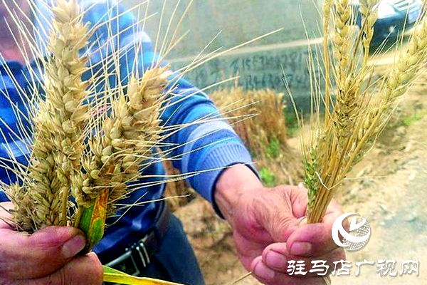 重磅！麥熟寶，驚艷亮相！2020年北沃農(nóng)業(yè)再出大招！