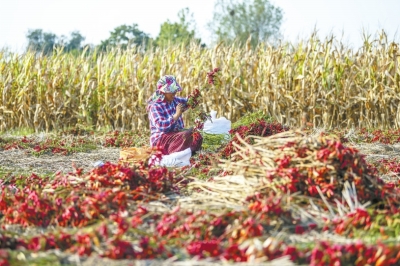 秋收辣！直擊漯河臨潁辣椒秋收，場面壯觀